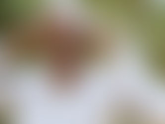 The Seed, Part One – My Father