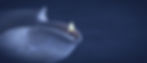 Holy-Spirit-Oil_edited.jpg