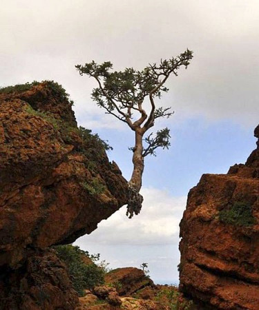 Tree growing and hanging from rock