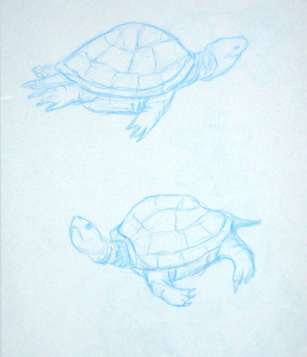 animalturtle.jpg