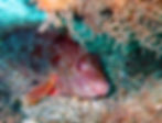 saddled parrotfish intitial phase