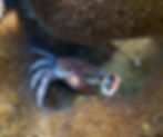clinging crab