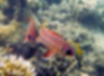 three-spot squirrelfish 5