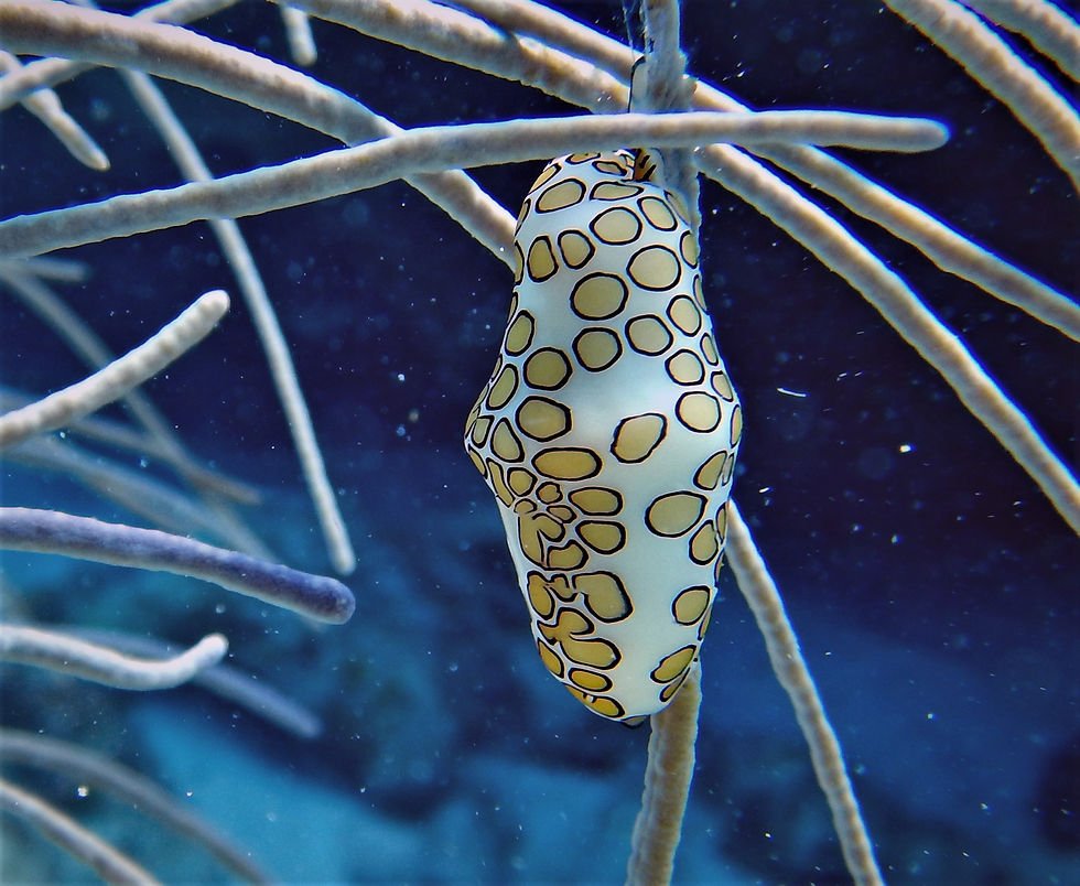 flamingo tongue top side