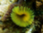 yellow fanworm    