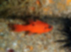 flamefish