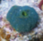 unusual green sponge