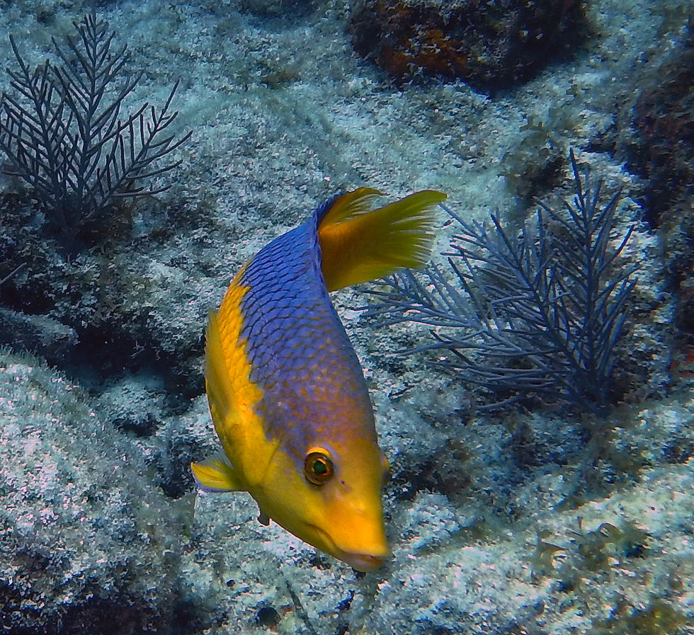 spanish hogfish