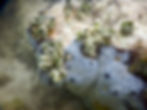 overgrowing sponge