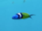 bluehead wrasse (195)