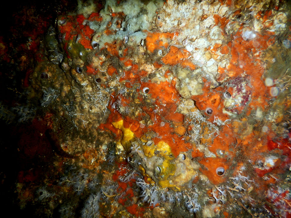 colorful tunicates
