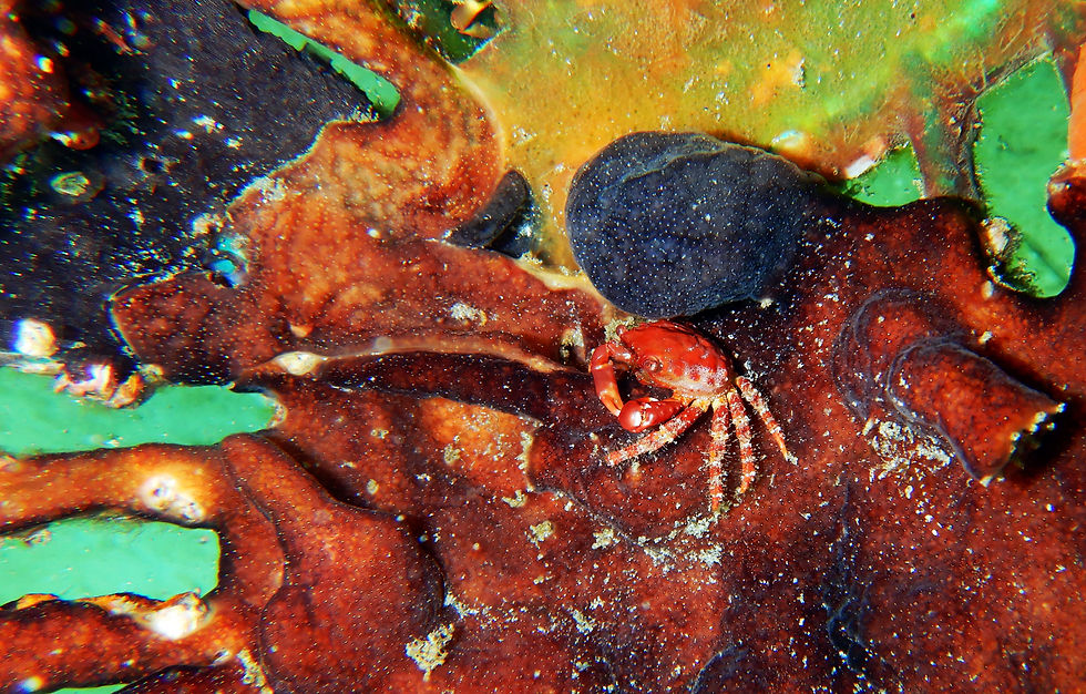 colorful collection of creatures