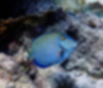 surgeonfish (2)