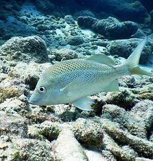 white grunt 9