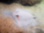 bob-tailed stingray