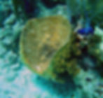 giant barrel sponge 24