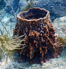 rough barrel sponge 1
