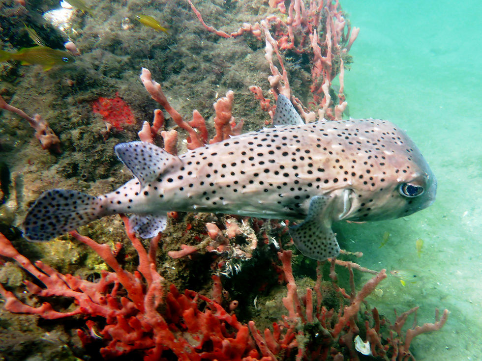 porqupinefish going