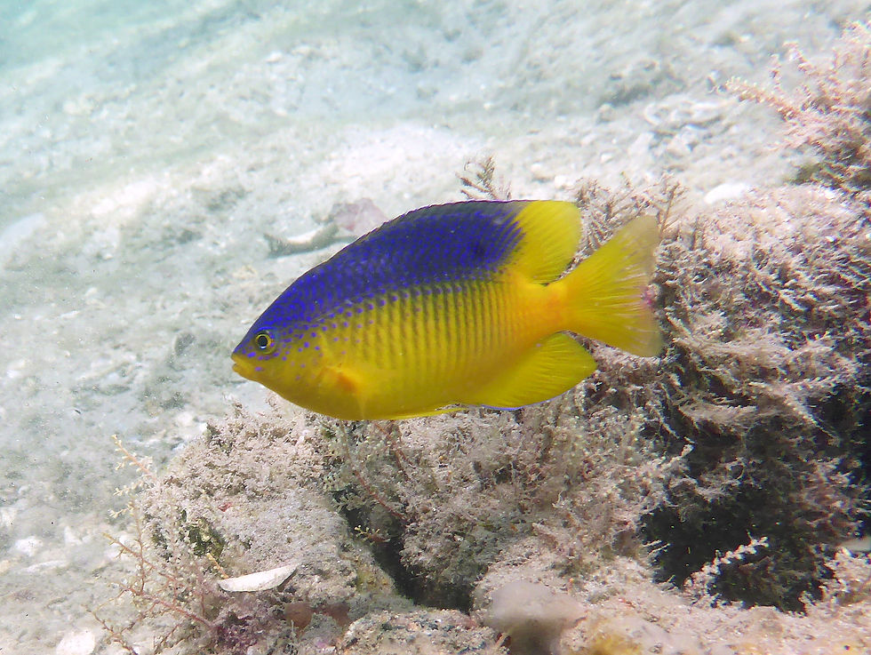 beaugregory juvenile