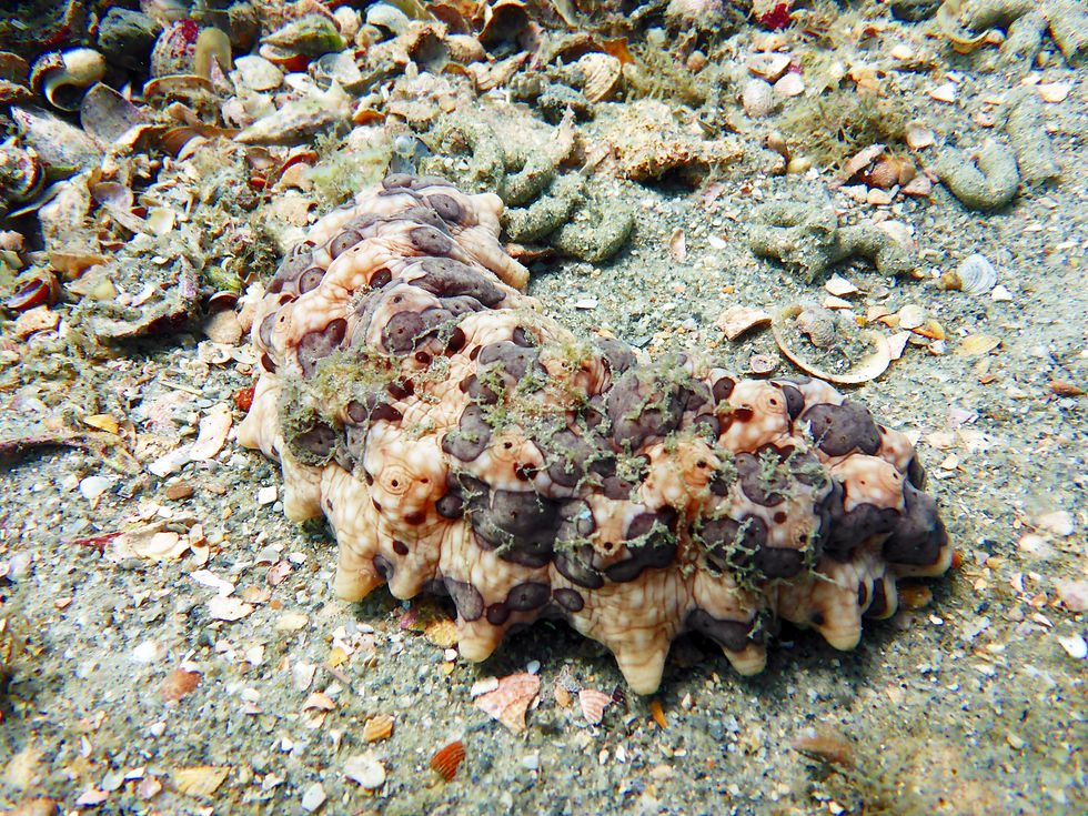 three-rowed sea cucumber