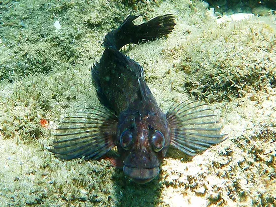 a peanut island welcome