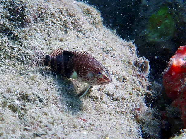 belted sandfish tor