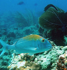 sheepshead porgy