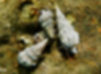 tricolor hermit