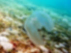 winged comb jelly 4
