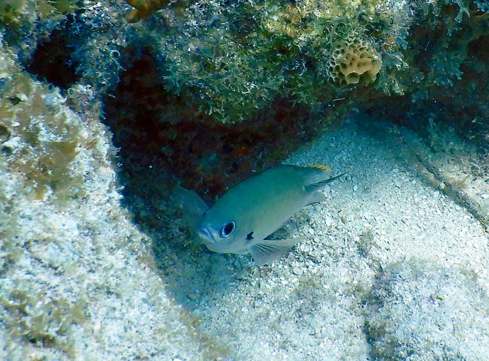 brown chromis