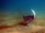 eagle ray