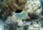 saddled butterflyfish