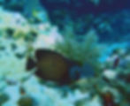 french angelfish with odd shaped back
