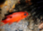 flamefish (7)