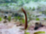 brown garden eel