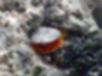rough fileclam