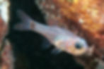 dusky cardinalfish first sighting (5)