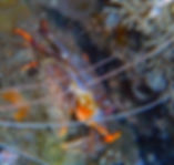 banded porcelain crab