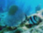 banded butterfly fish