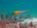 bluelip parrotfish (2)