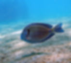 doctorfish (3)