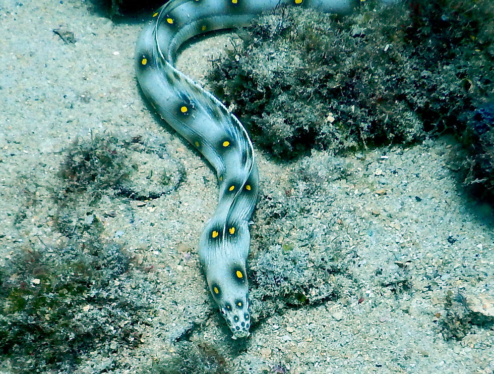 goldspotted eel