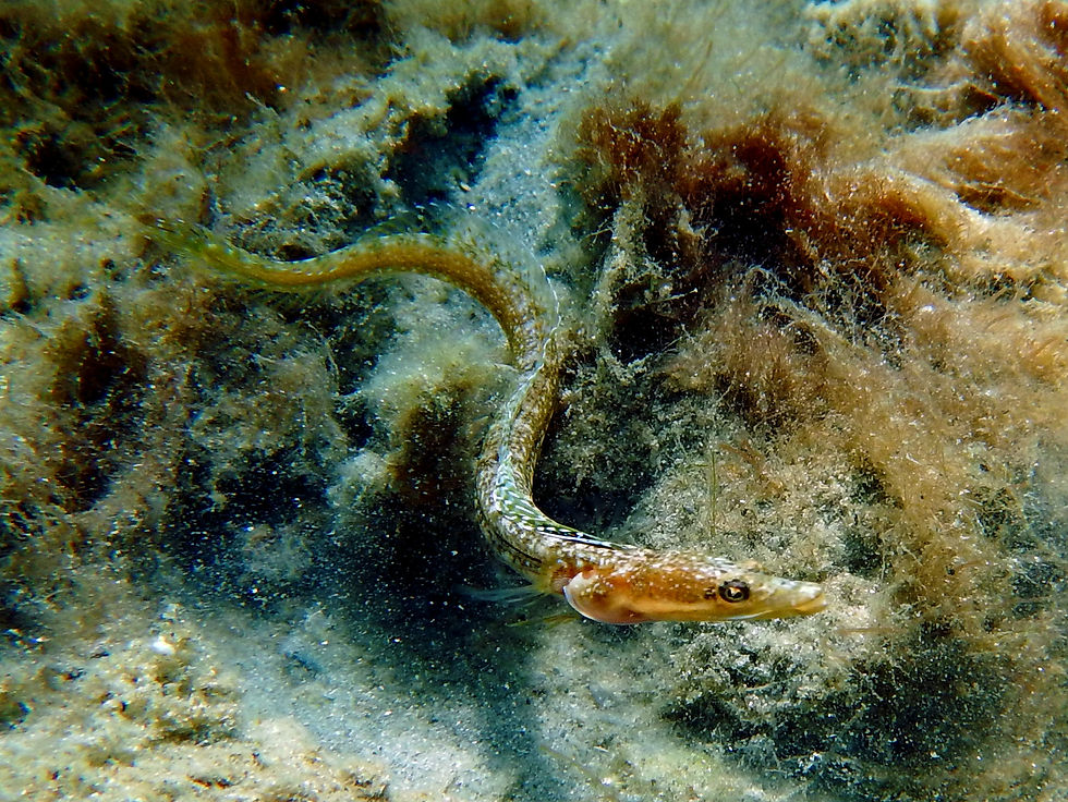 yellowface pikeblenny female 2