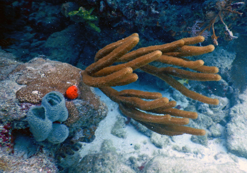 vase sponge and sea rods