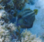 orange-spotted filefish