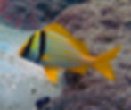 porkfish