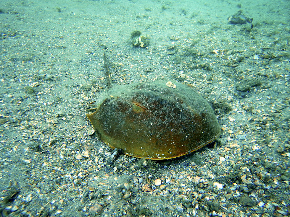 horseshoe crab