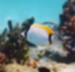 reef butterflyfish  
