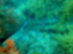 nurse shark 4