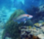 mohagany snapper (4)